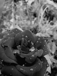 Close-up of water drops on rose leaf