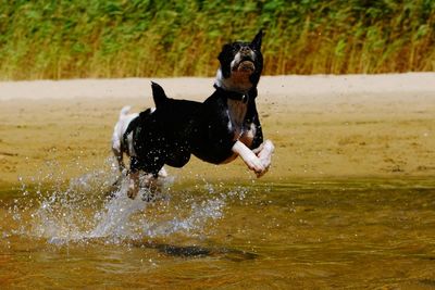 Dog playing with ball