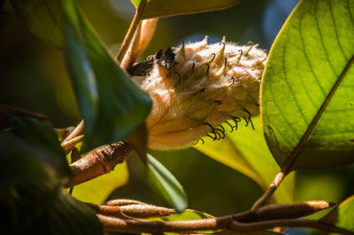 Close-up of butterfly on plant