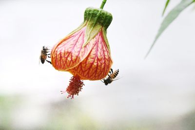 Close-up of butterfly pollinating flower