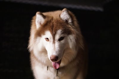 Close-up portrait of a dog