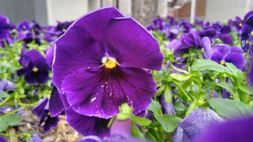 Close-up of purple flowers