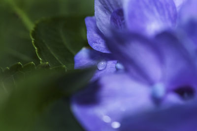 Close-up of purple flower