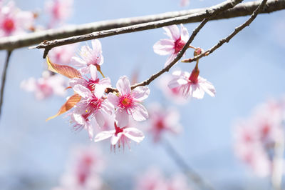 Close-up of cherry blossoms