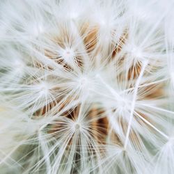 Close-up of white dandelion