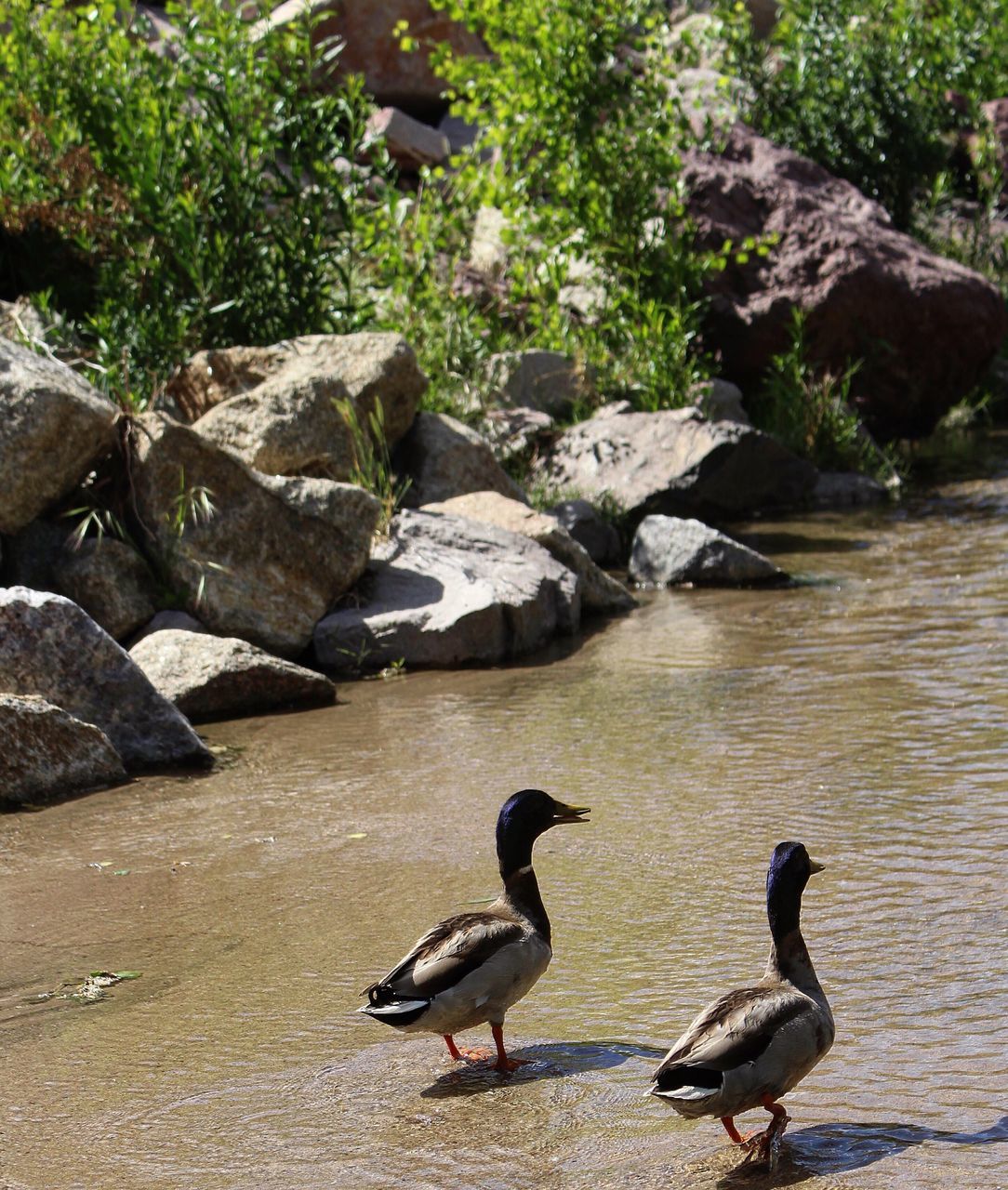 animals in the wild, bird, animal themes, animal wildlife, rock - object, nature, water, no people, day, lake, outdoors, beauty in nature