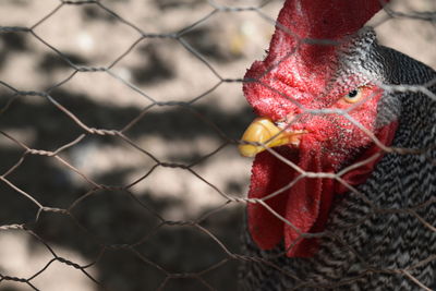 Close-up of a bird