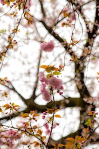 Close-up of cherry blossom