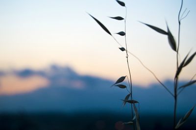 Close-up of plants against sky during sunset