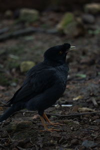 Close-up of bird perching on a field