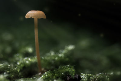 Close-up of mushroom growing on field