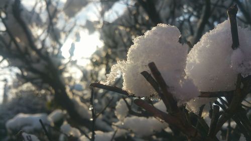 Close-up of frozen plant on tree during winter