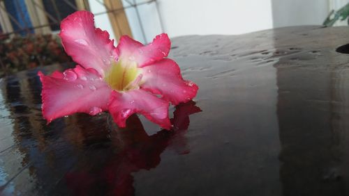 Close-up of wet pink flower