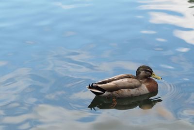 High angle view of duck swimming on lake