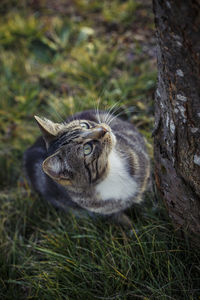 Close-up of cat sitting by tree on field