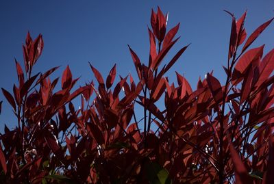 Low angle view of red leaves growing against clear blue sky