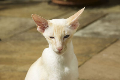 Close-up portrait of white cat