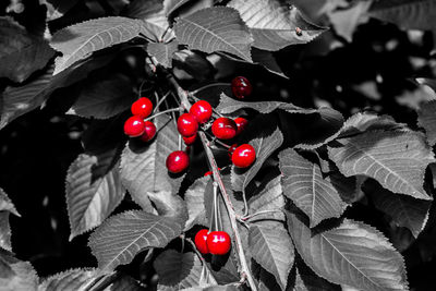 Close-up of red berries growing on tree