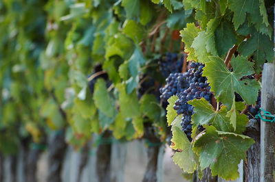 Close-up of grape growing in vineyard