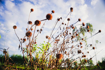 Low angle view of flowering plants on field against sky