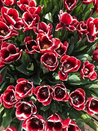 Full frame shot of red flowering plants