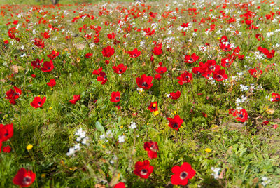 Red poppy flowers in field