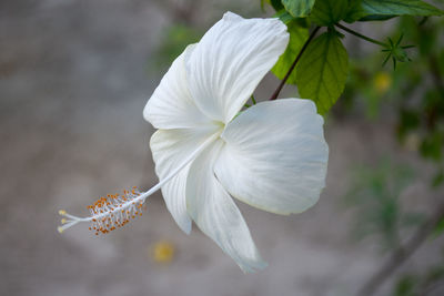 Close-up of white flowering plant