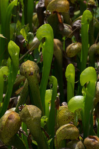 Close-up of leaves