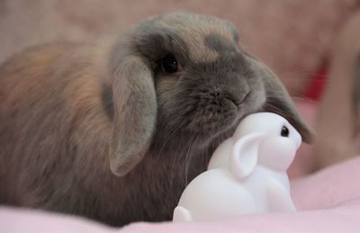 Close-up of hand feeding rabbit