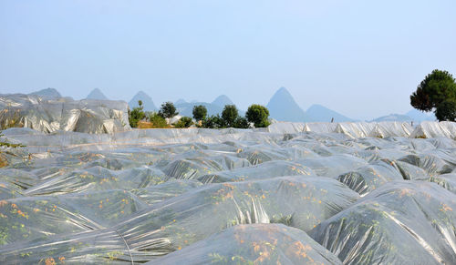 Kumquat trees covered by plastic on the fields of yangshuo, guilin, china