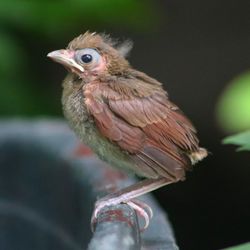 Close-up of a bird perching on branch