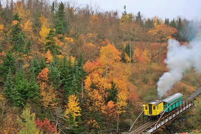 Train passing through forest