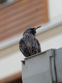 Low angle view of bird perching on wall