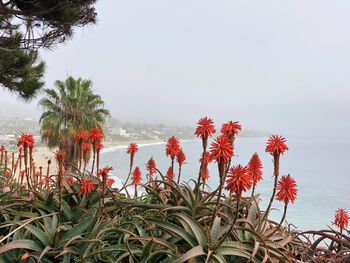 Close-up of plants by sea against sky