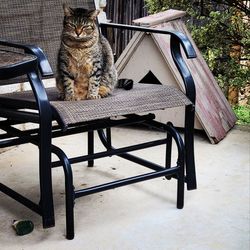 Cat sitting on bench