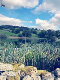Plants growing on land against sky