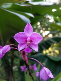 Close-up of pink flowers blooming outdoors