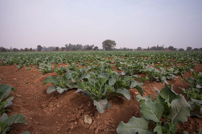 Plants growing on field against sky