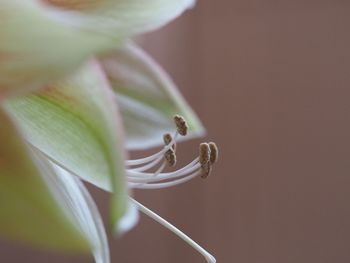 Close-up of flowering plant