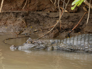 View of turtle swimming in river