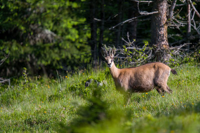 Portrait of deer on field