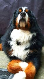 Portrait of dog relaxing outdoors