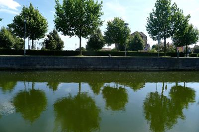 Reflection of trees in calm water
