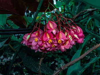 Close-up of pink flowering plant