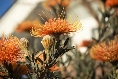 Beautiful orange flowers in socal