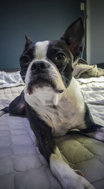 Portrait of dog relaxing on bed at home