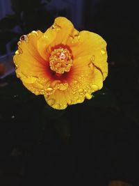 Close-up of wet flower blooming outdoors