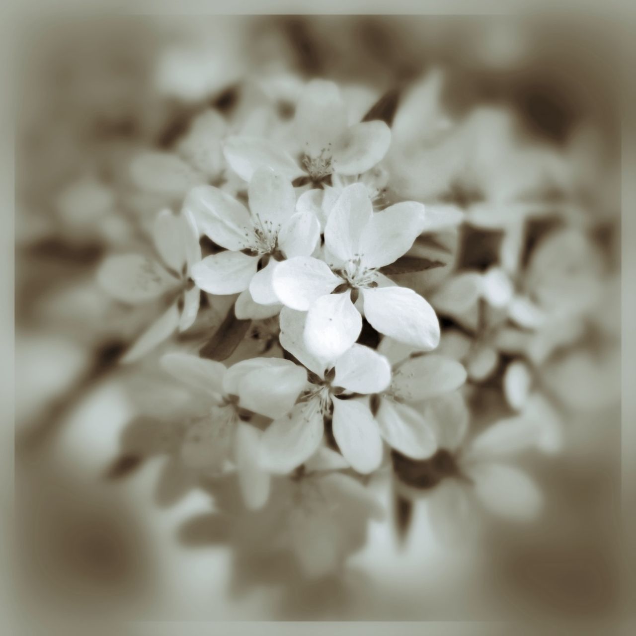 White blossoms