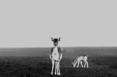 Deer in a field