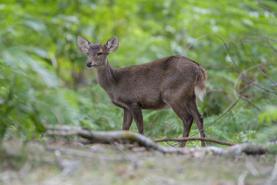 Side view of deer standing on field